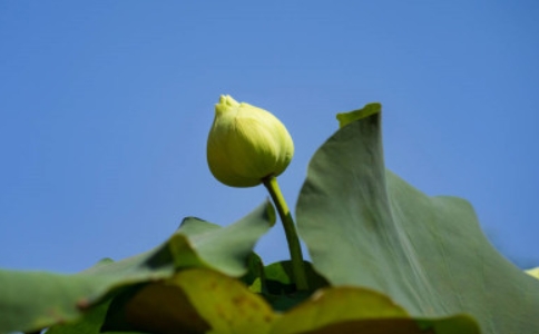 怎么随喜功德？随喜赞叹的功德福报是无限的