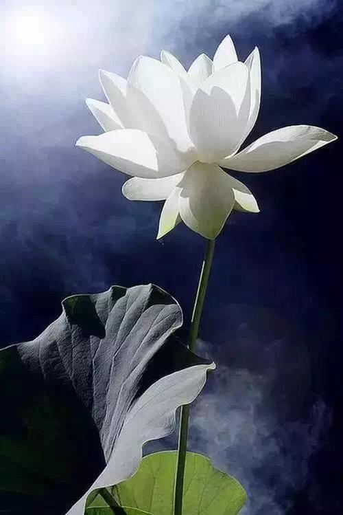 吉祥莲花
