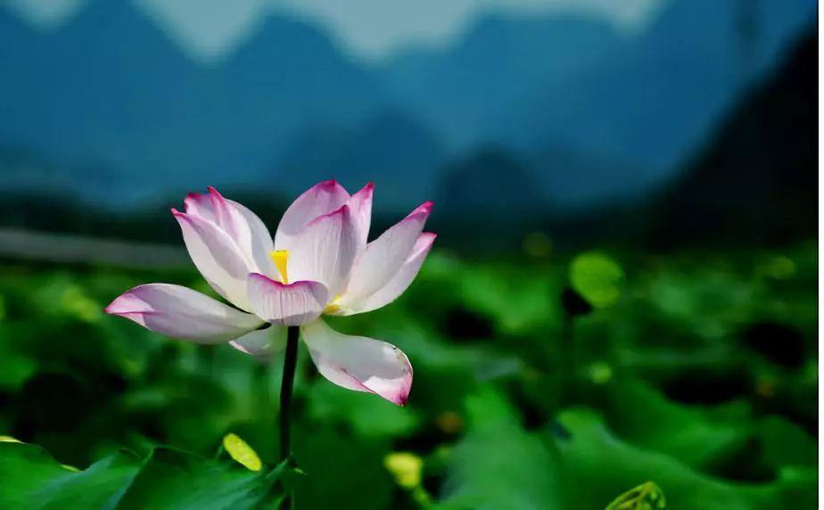 心似莲花开