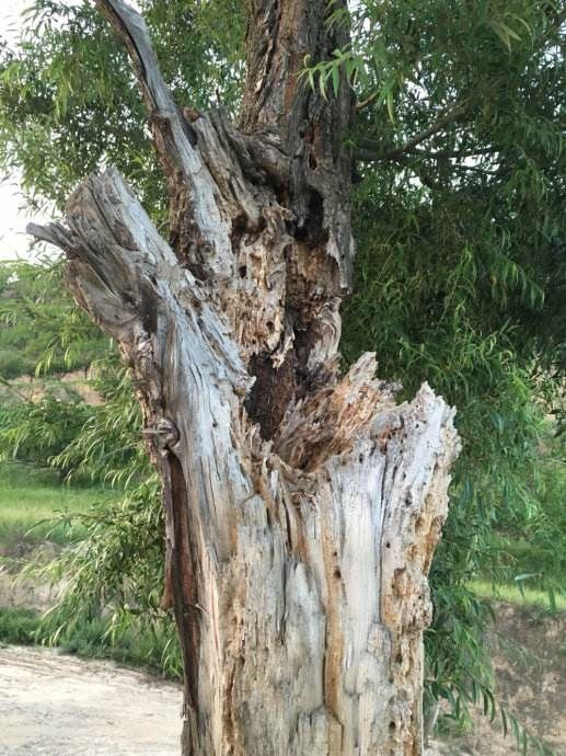 佛道两家重用雷击木，法器印用材之上选！