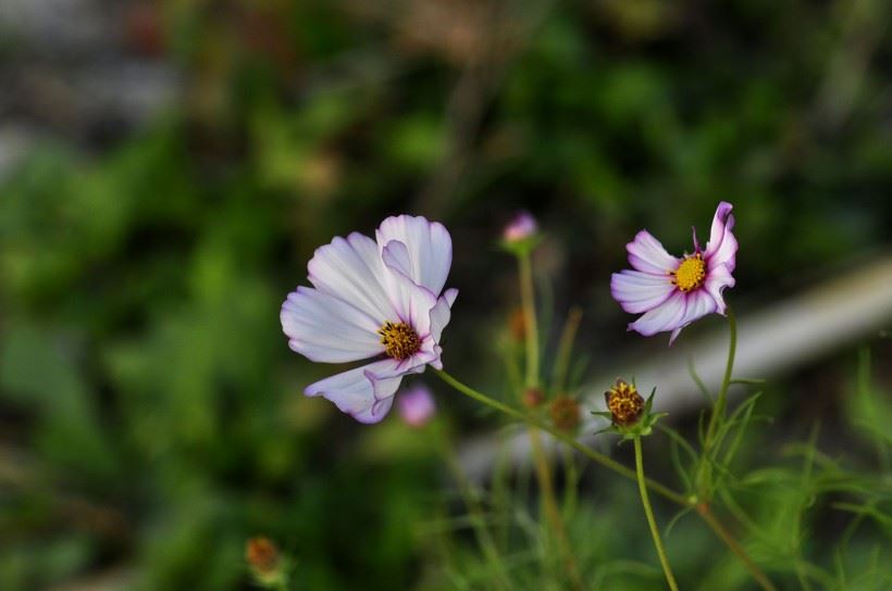 懂得因果面对问题时还是很苦恼，怎么办？