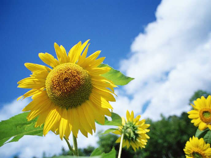 为什么福报只能修不能求？