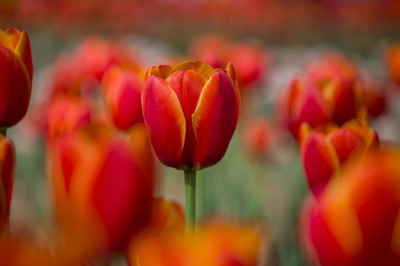 在佛法学修过程中，理论与实践哪个重要？