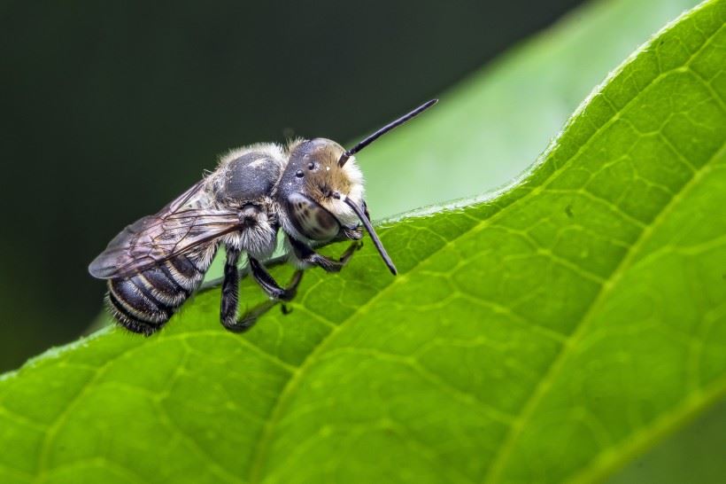 打杀不喜欢的动物、昆虫，也是在犯杀戒，也是在造业吗？