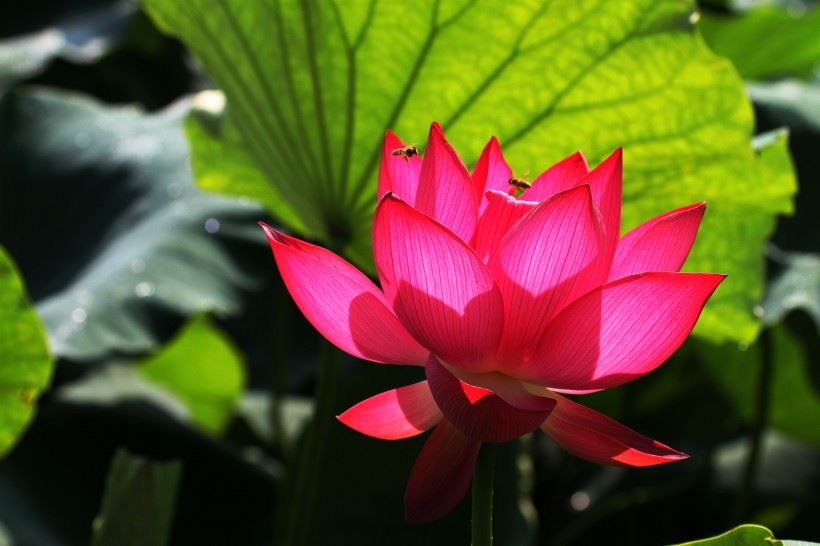 中阴身里能观出来本尊或者阿弥陀佛，是否就能往生到净土