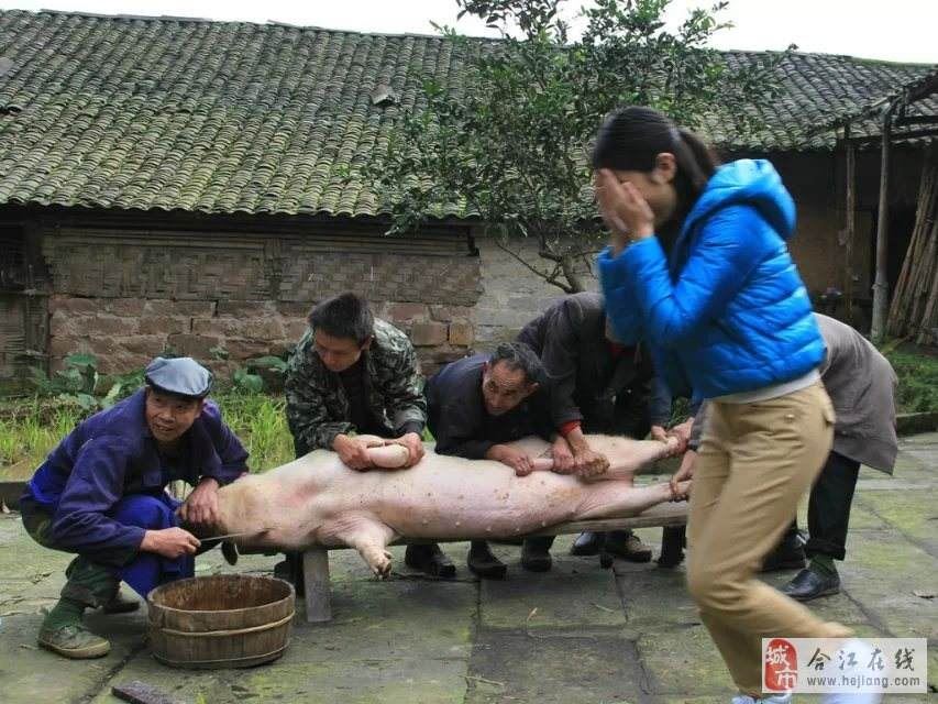 两代职业杀猪人家族果报不断
