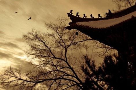 残害怀孕母牛的果报