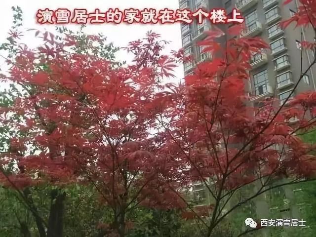 西安演雪居士的一天是这样度过的