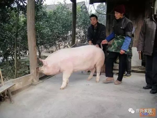 白猪转世为人认出杀他的屠夫屠夫发誓不再杀生