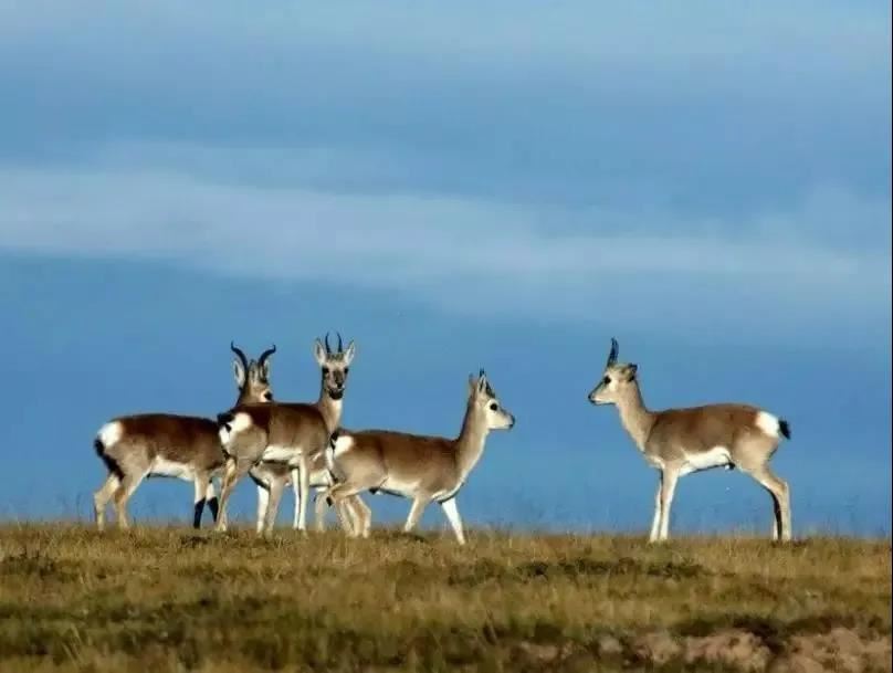 放生|藏羚羊下跪护子乞命猎人追悔从此止杀