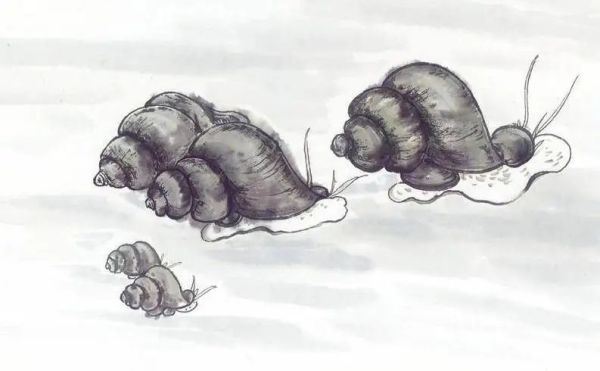 故事：放生螺蛳的故事三则