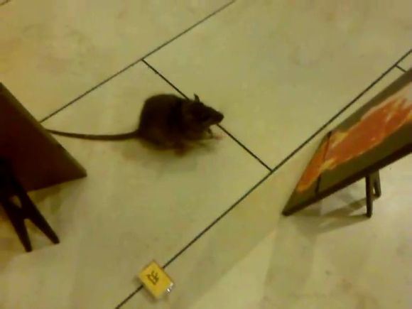 极其罕见！老鼠临终合掌拜佛往生！