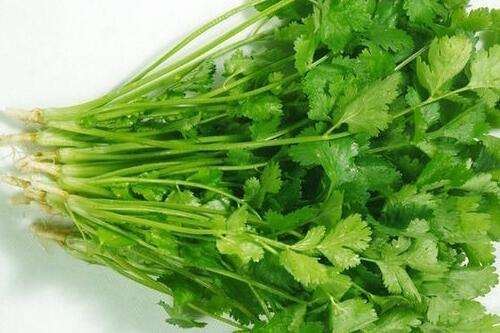 幸福：千万别吃香菜，会迷人心志！学佛应依法不依人，以经典为师！