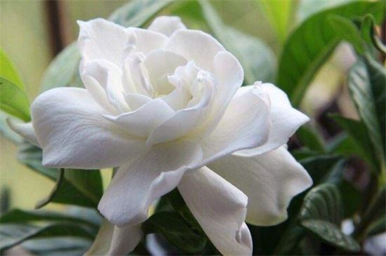 十大最香的花，盘点10种最香最美花卉（鲜花供佛、香气怡人）