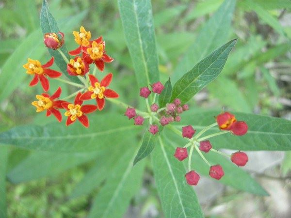 佛教徒四大常用素食对抗雾霾侵害