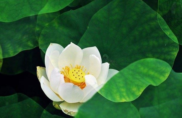 海涛法师：修行六法