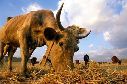 佛教戒杀的意义和大功德