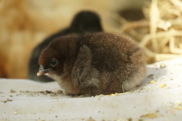 佛教“托钵乞食”有什么规矩？