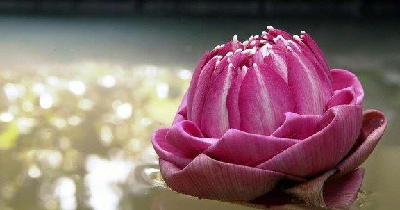 佛教诵经是为了什么？诵经的方法