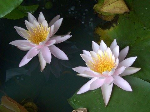 修行念佛有哪些方法？