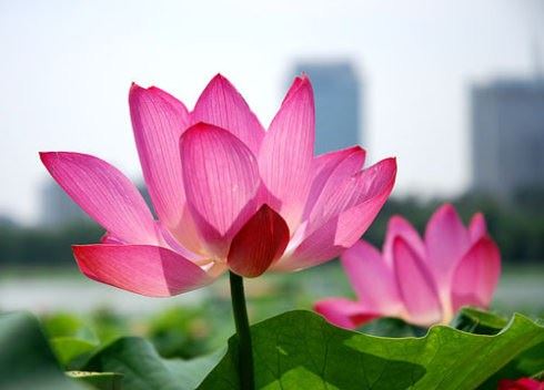 佛教中的三个基本理念是什么？