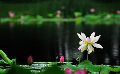 在静香芳疗中我打开心找到了爱