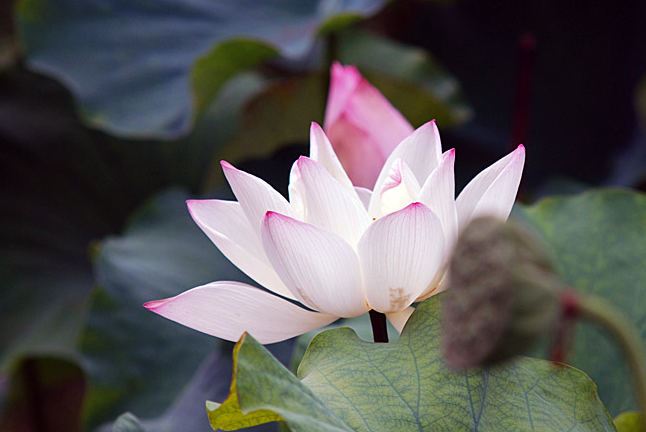 谢谢你做我的孩子！