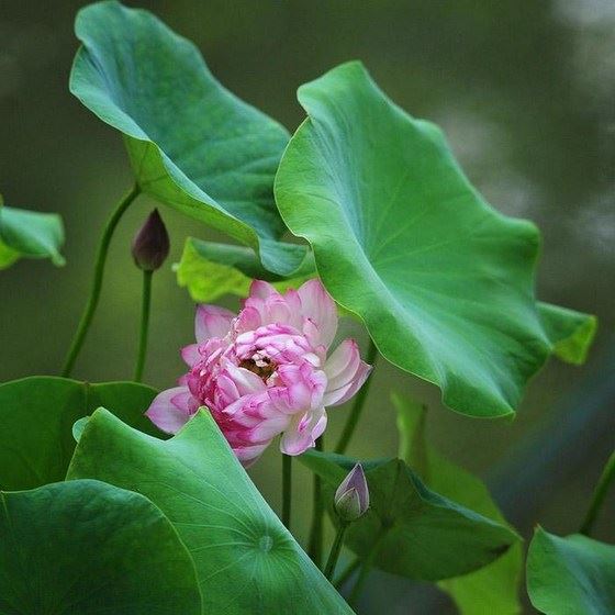 《弟子规》全集译文，为孩子存下来