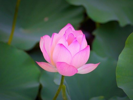 吃素和吃斋是一样的吗