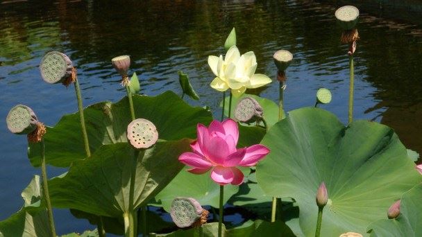 你的修行之路是不是高僧预言的其中一种