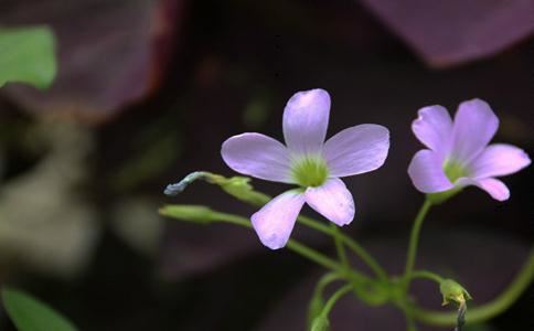 大悲咒的来历及功德利益