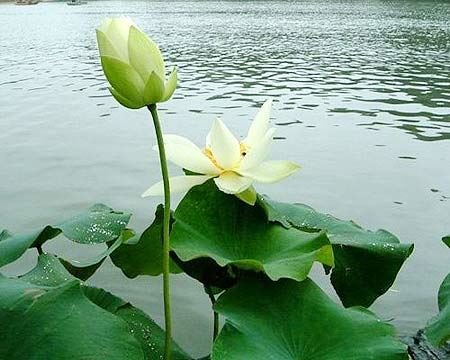 南怀瑾：不能善用所长的五个反面