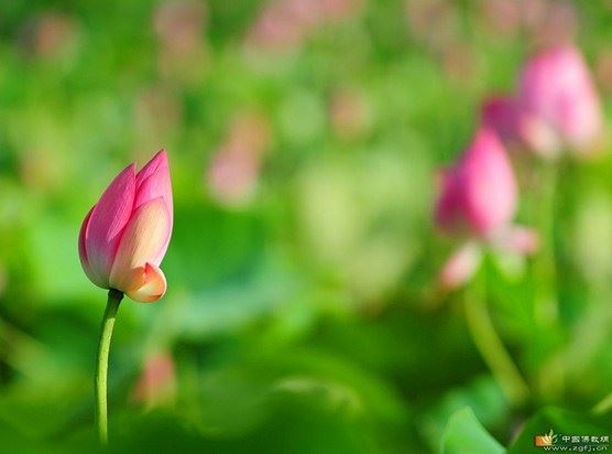 白岩松：请珍惜生命中的当下