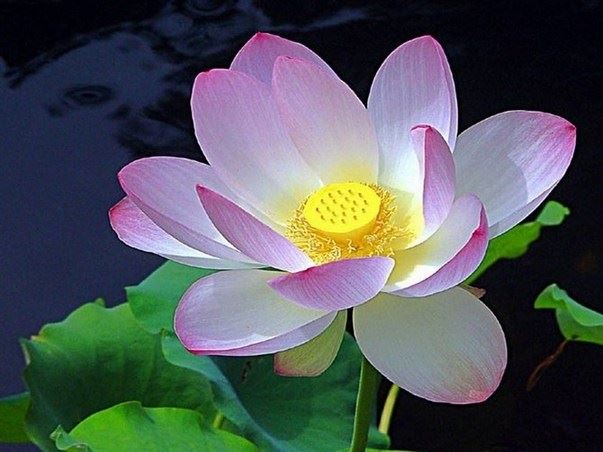 吃素两年受益无穷养生更健康