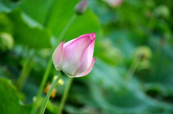 学佛法有什么要求？学习佛法必须有“高学历”吗？