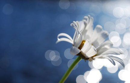 是否一定要持戒修行才能学佛有所成就？