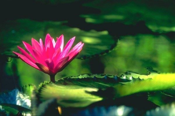 领导看上美色强夺人妻男子双手奉送出家为僧