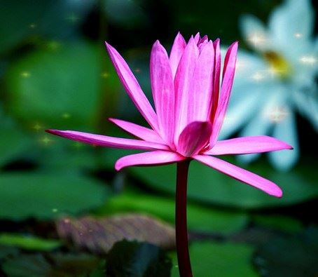 比丘问佛陀：世间最苦的事是什么？