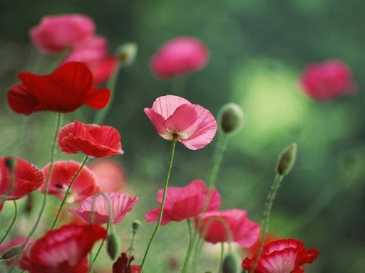 放生牛托梦给牧童