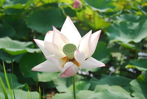 七个积德、改变命运的简易方法