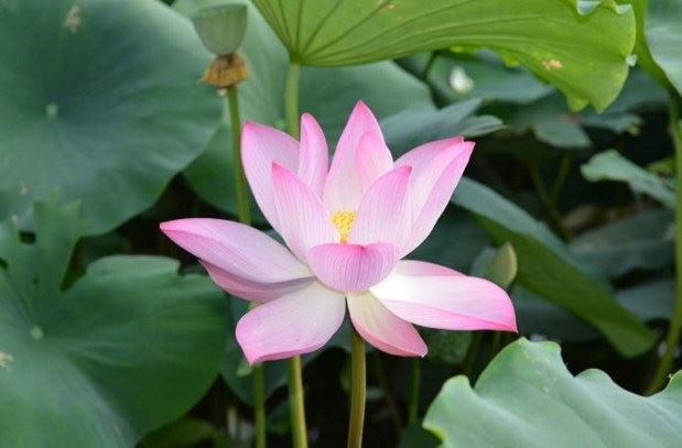 广钦老和尚开示：人生轮回，业力