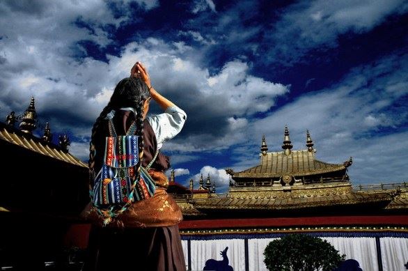 两则震撼心灵的动物故事