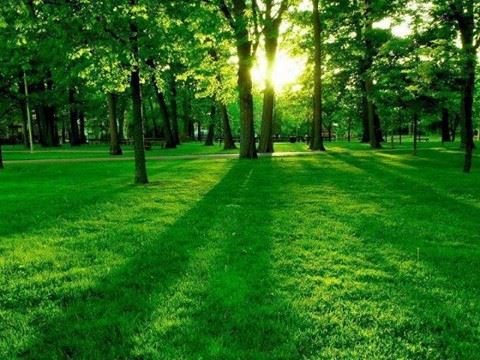 寺院诵经为何敲木鱼？