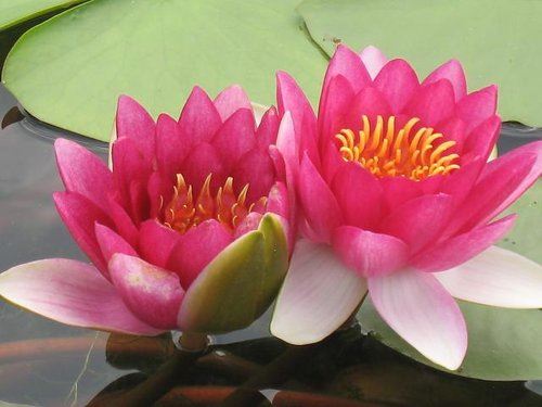 如何把阿弥陀佛的功德完全启动出来？