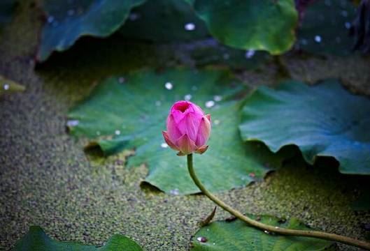 念佛时常会浮起淫念，深感自己业障深重，请问如何对治？