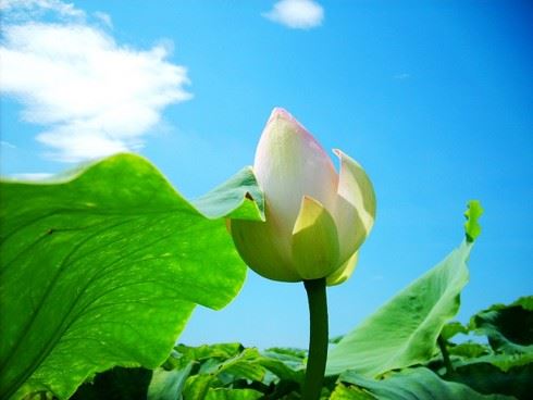 怎样做能帮父母增寿？