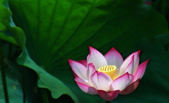 学佛应懂得无苦之乐