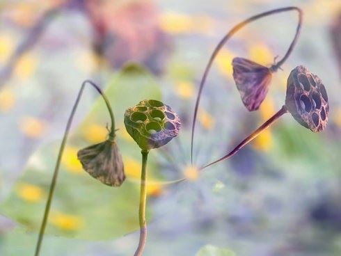 黑牛与白牛的故事