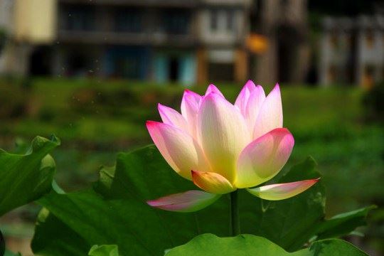 念咒可以让人体气脉震动,是真的吗?