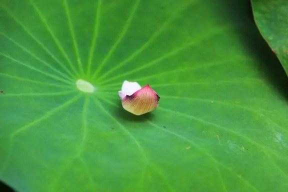 万法皆空，为什么单单说“因果不空”？